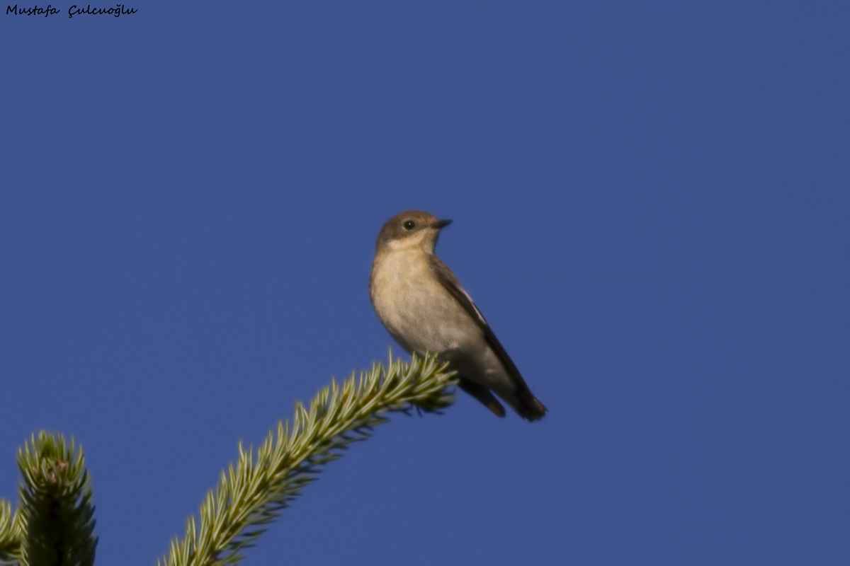 European Pied Flycatcher